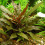 Cryptocoryne wendtii Cryptocoryne wendtii ''brown''