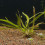 Echinodorus var. "Oriental" Echinodorus var. "Oriental"