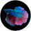 Betta-Splendens