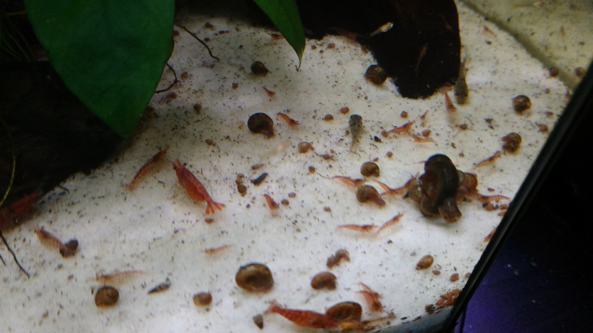 C Est La Curee Chez Les Bebes Alevins Guppies Blonds Alevins Corydoras Zoes C Est La Curee Chez Les Bebes Alevins Guppies Blonds Alevins Corydoras Zoes