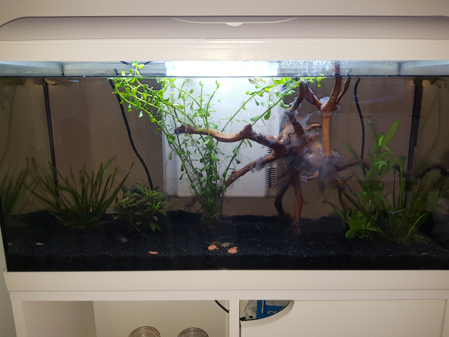 Bulleur aquarium neuf - Sans marque