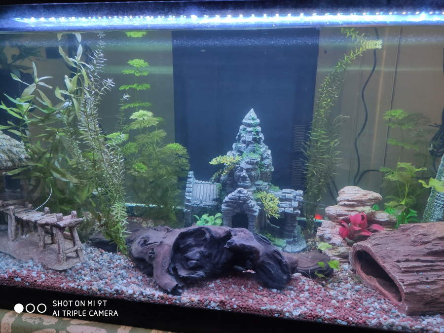 aanpassen matchmaker periscoop Nouvelles photos de mon aquarium "[b]Aquarium zen[/b]"