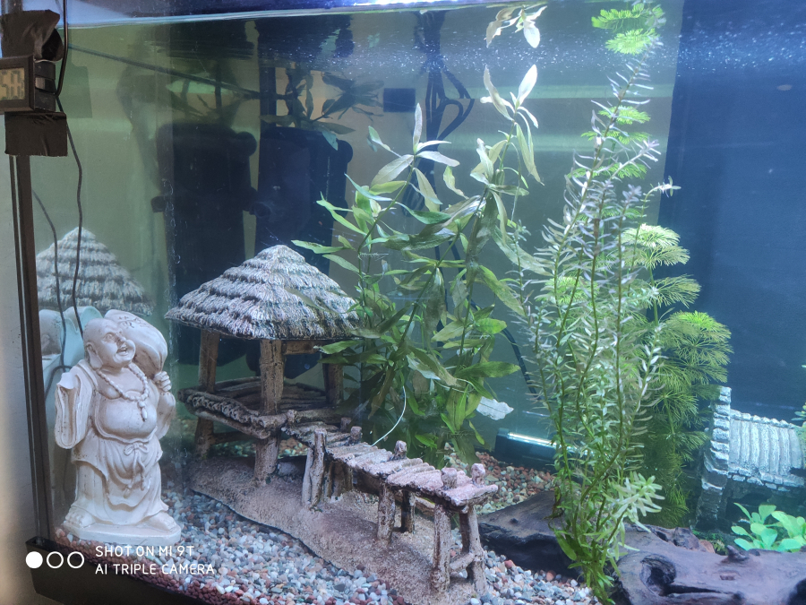 Nouvelles photos de aquarium "[b]Aquarium zen[/b]"