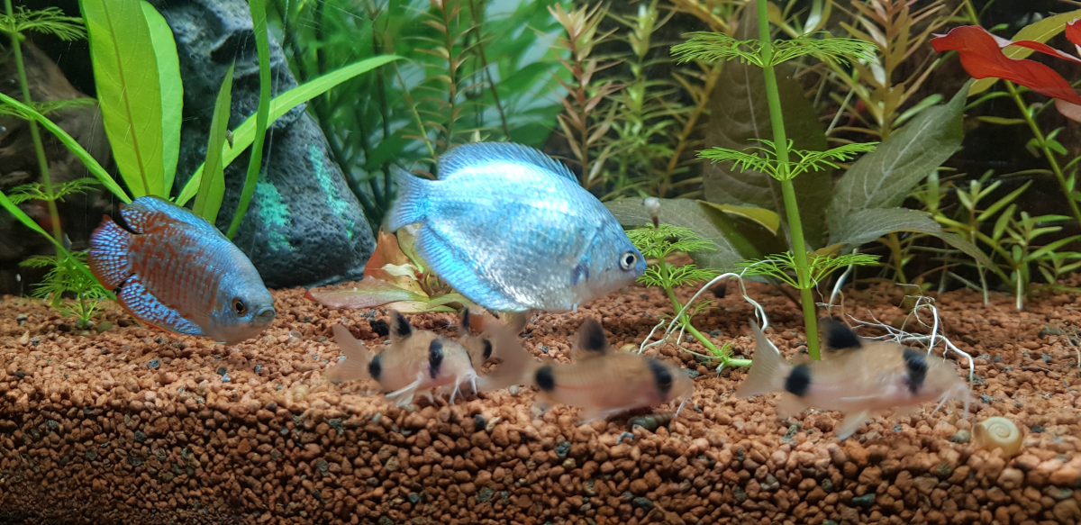 Nouvelles photos de mon aquarium [b]Petite graine de vie[/b]