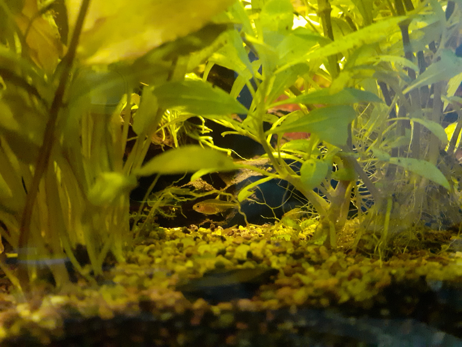 Aquarium De Equi Aquamandae