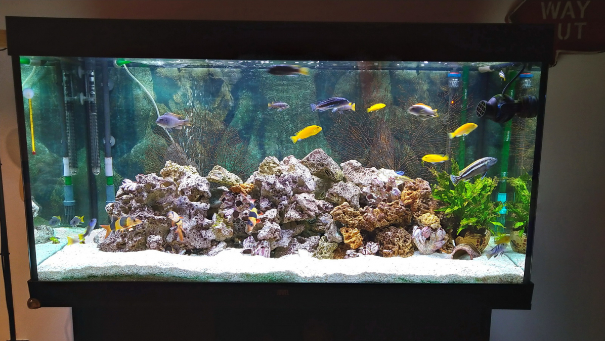 Aquarium de spock60 : cichlidés malawi