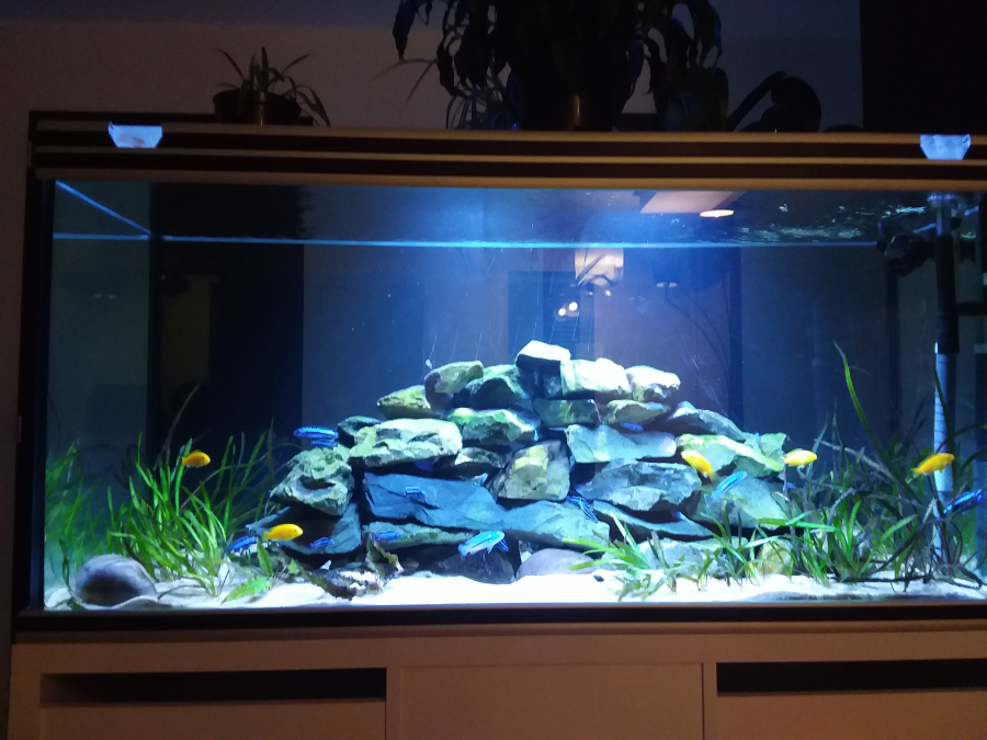 aquarium inversé sur bassin 700L 