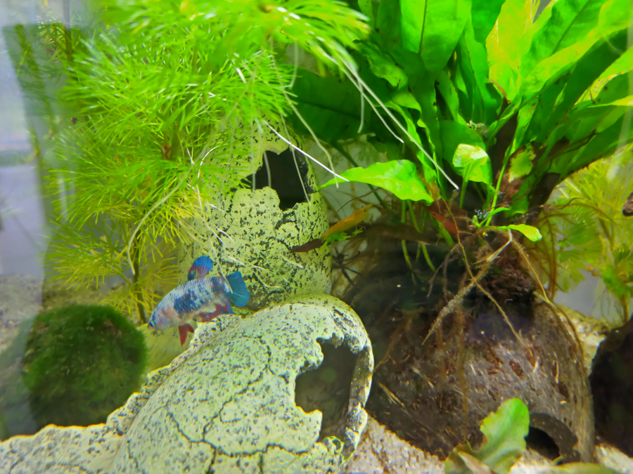 Un aquarium pour un Betta Splendens, Partie 1 : le Hardscape - Skaii and  shrimps