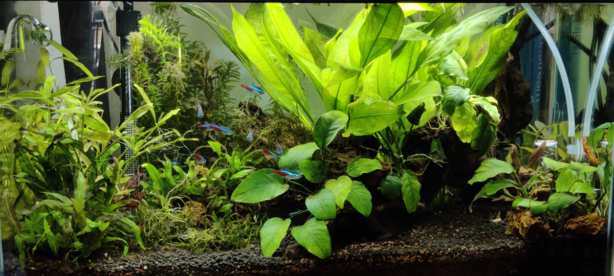 Aquarium de scorpmat : aquarium 60l