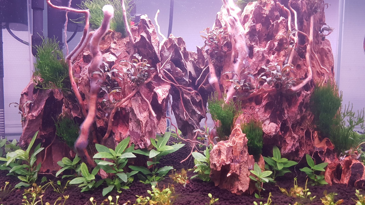 Aquariophile Rashaka Aquascaper pratiquant D aquascaping 3 5 Ans Aquariophile Rashaka Aquascaper pratiquant D aquascaping 3 5 Ans