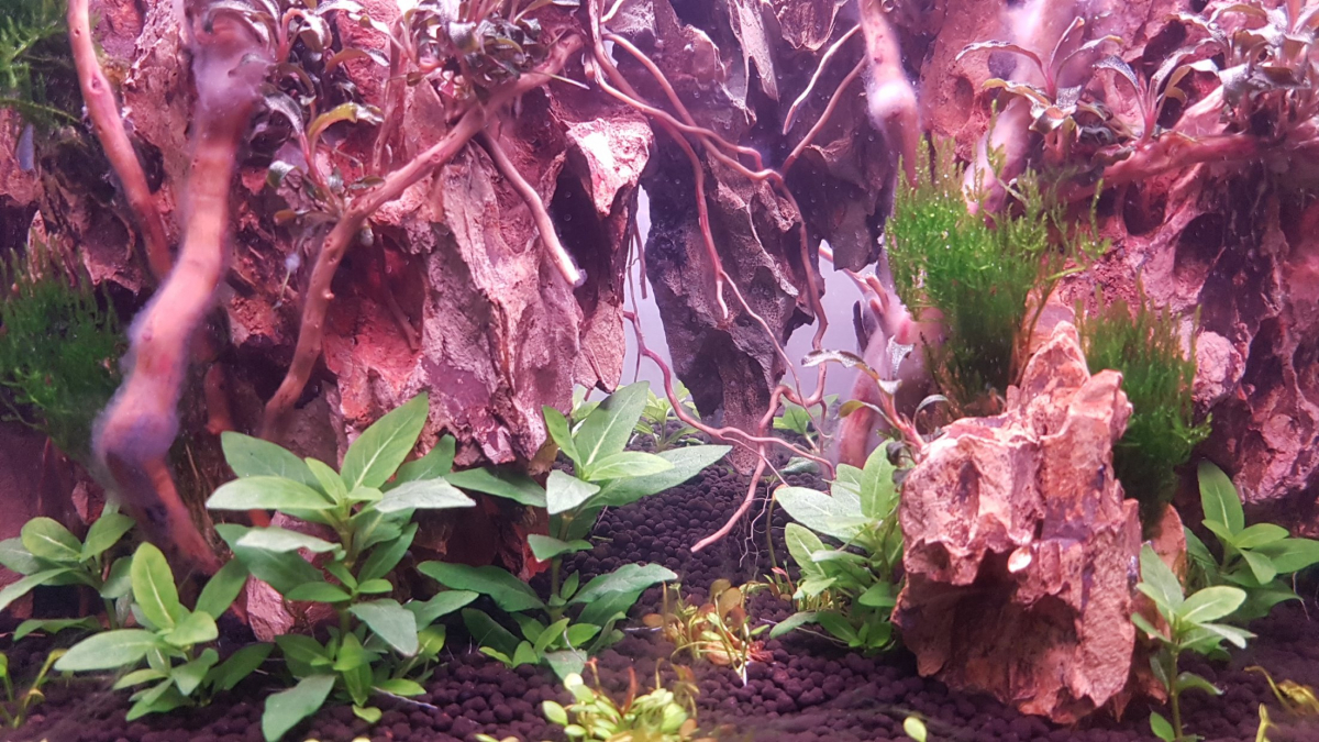 Aquariophile Rashaka Aquascaper pratiquant D aquascaping 3 5 Ans Aquariophile Rashaka Aquascaper pratiquant D aquascaping 3 5 Ans