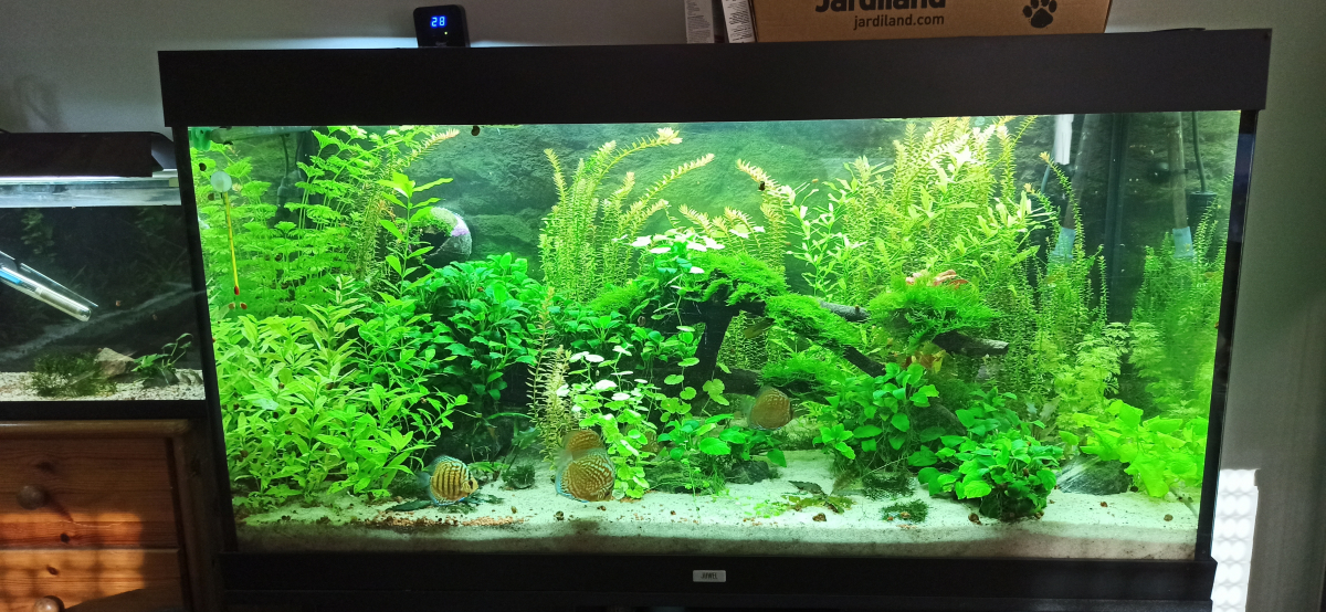 Comment avoir une eau transparente dans mon aquarium ? - Jardiland