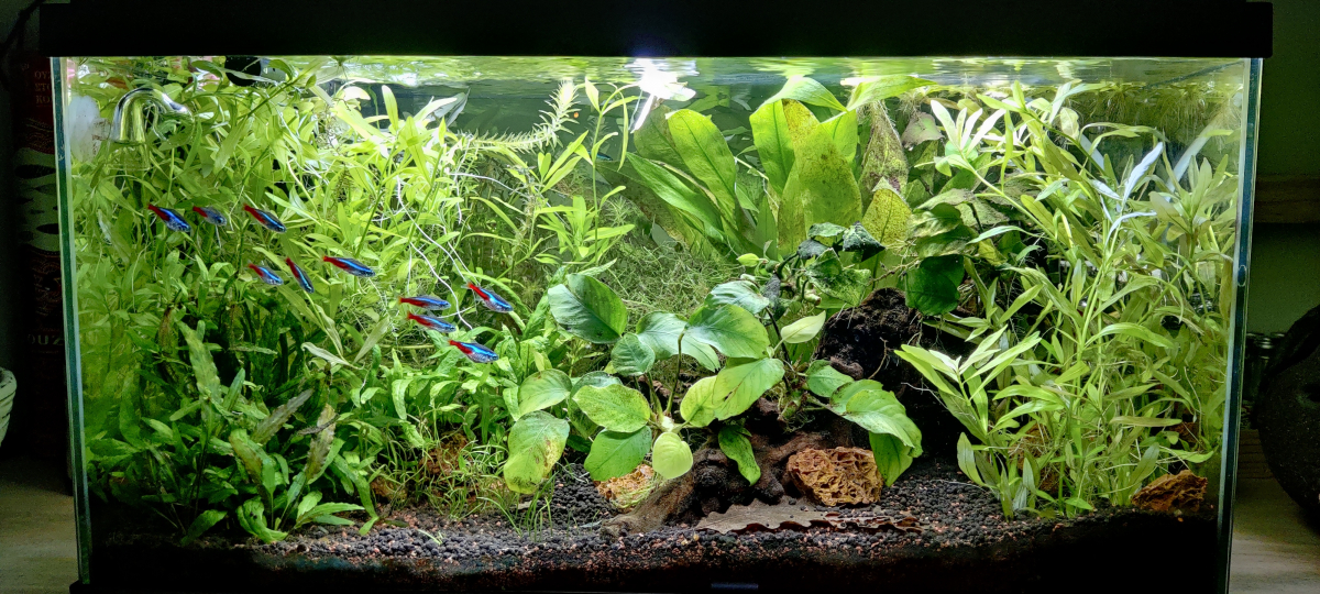 Mon premier aquarium : 60L planté - présentation.