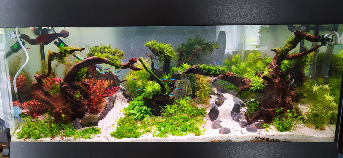 Changement sable pour aquarium 200l, sur le forum de discussions