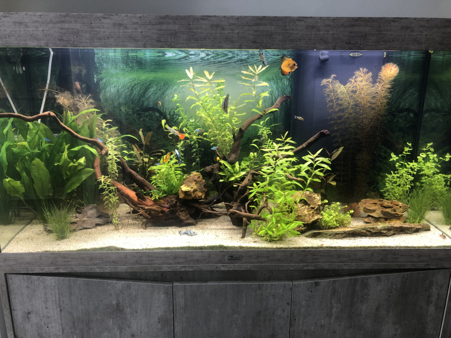 Lampe uv eheim, sur le forum de discussions FishFish Aquarium et