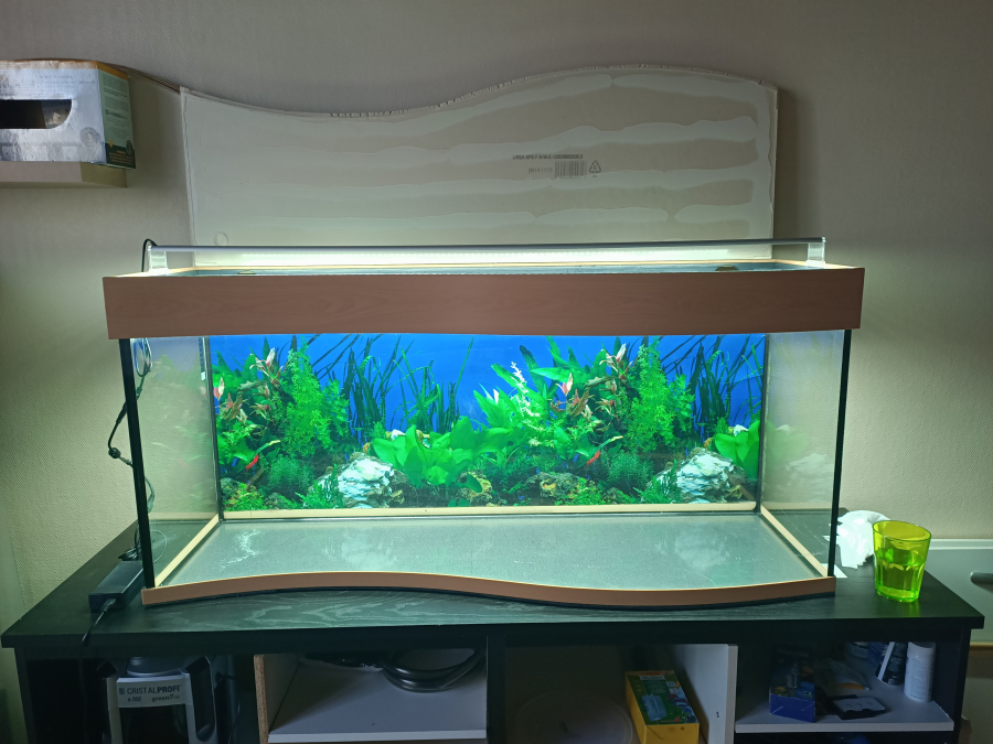 Quel éclairage installer dans son aquarium ?