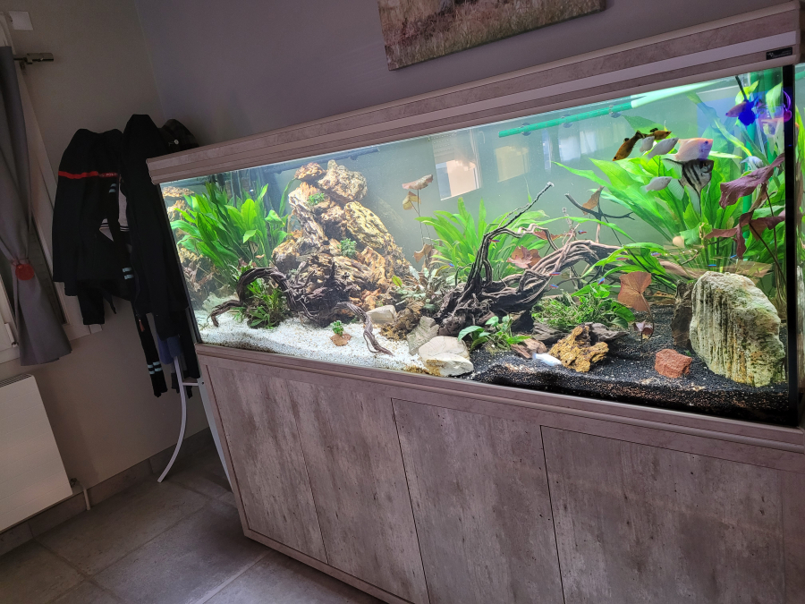 Racine xxl, sur le forum de discussions FishFish Aquarium et Aquariophilie