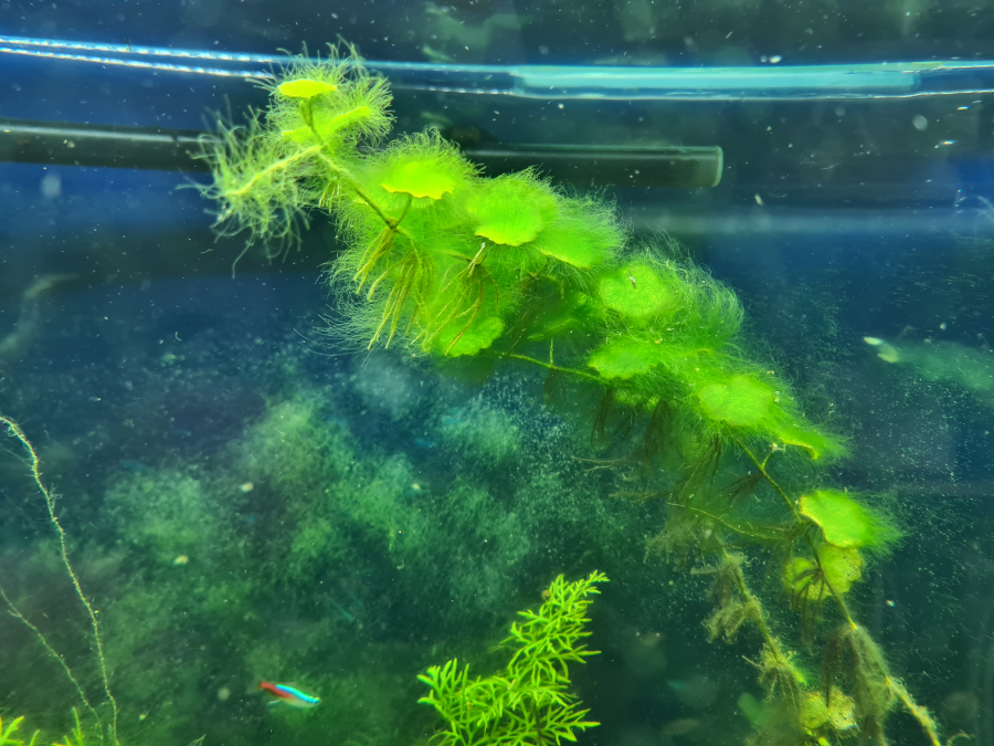 TUTO FISHROOM : éclairage led pas cher (moins de 1 euro par