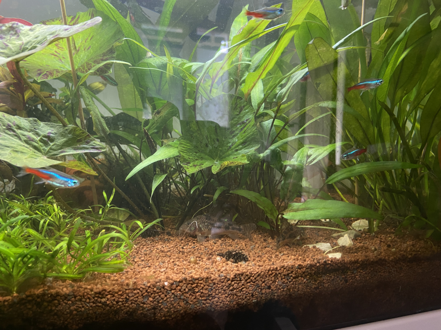 Mon aquarium avec du sable manado 