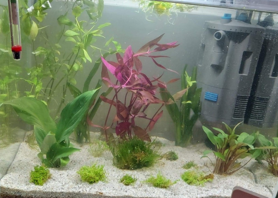 Comment bien décorer mon aquarium ?