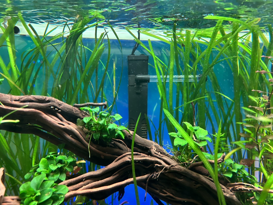 Oase Pompe pour Aquarium EDEN - Boutique en ligne Olibetta