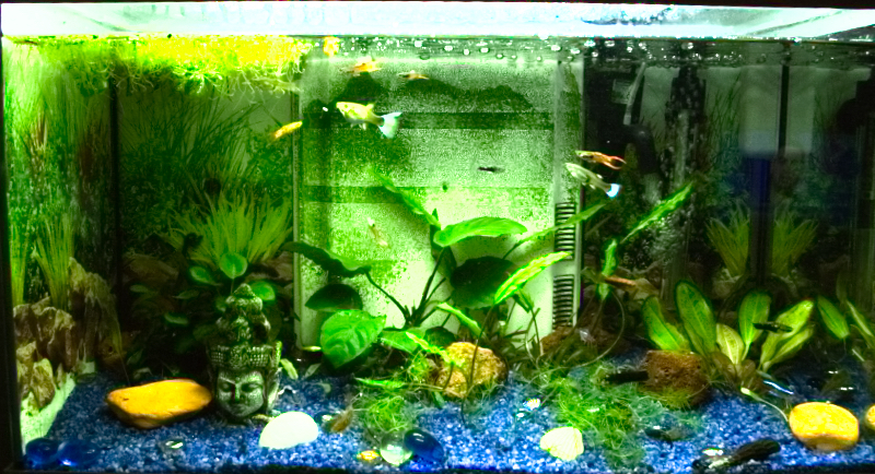 Invasion d'algues. que faire ?, sur le forum de discussions FishFish  Aquarium et Aquariophilie