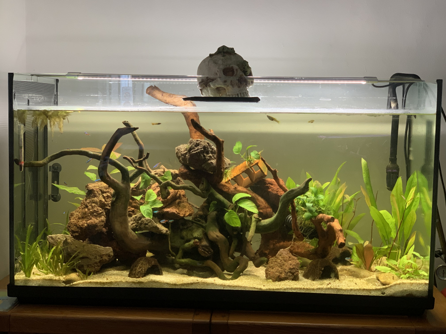 Partage de mon aquarium, sur le forum de discussions FishFish