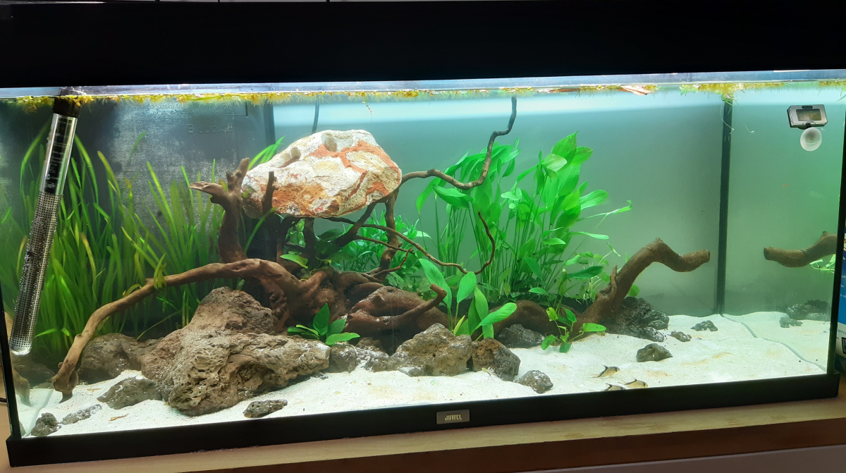 Partage de mon aquarium, sur le forum de discussions FishFish