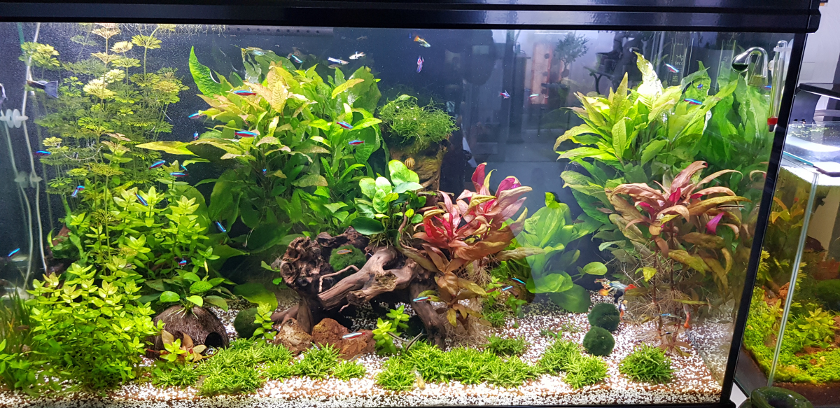 Mon Aquarium d'eau douce