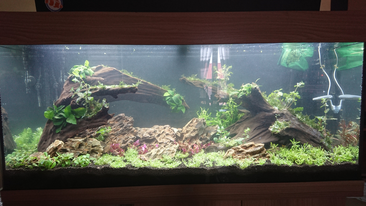 Racine Mangrove pour aquarium