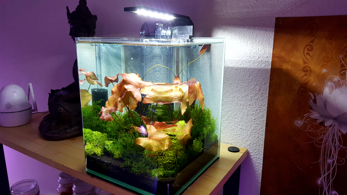 Nouvelle photo de mon aquarium [b]10l Dennerle[/b]