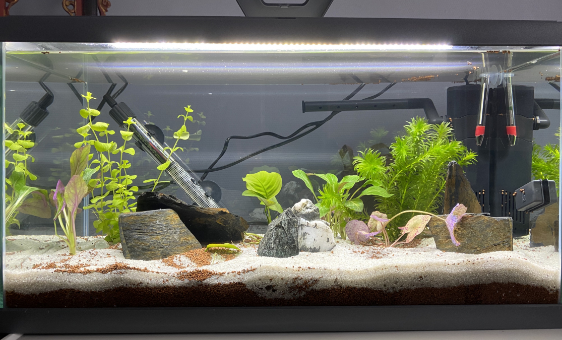 Comment décorer son aquarium ? - Jardiland