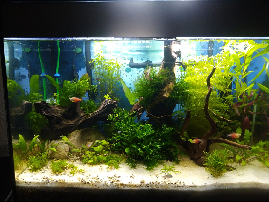 Décoration d'aquarium : principe, conseils et idées