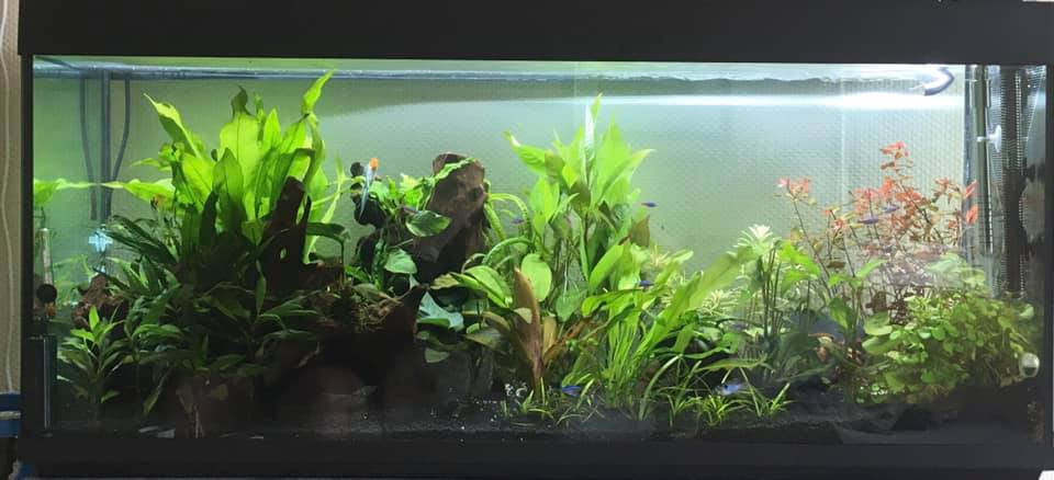 Quel éclairage led choisir pour un aquarium à plantes?