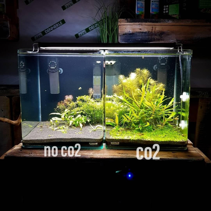 Comment installer des plantes dans un aquarium ?