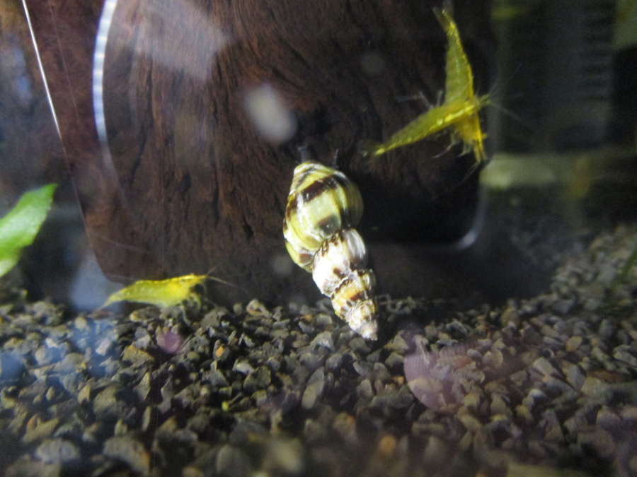 Escargot anentome helena Escargot qui va passer de bac en bac pour essayer de...