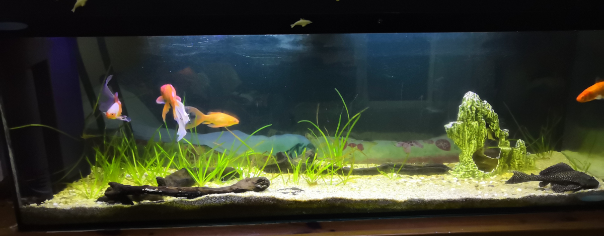 Nouvelle photo de mon aquarium [b]Poisson rouge 300L[/b]