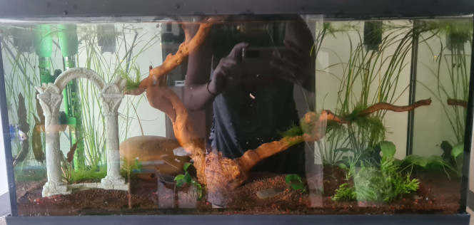 Mon aquarium Voici une photo de mon aquarium qui manque encore un peu de plantes mais c'est en cours !