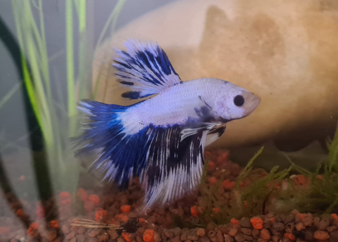Ora Mon jeune Betta Ora qui s'acclimate plutôt bien à son nouvel aquarium