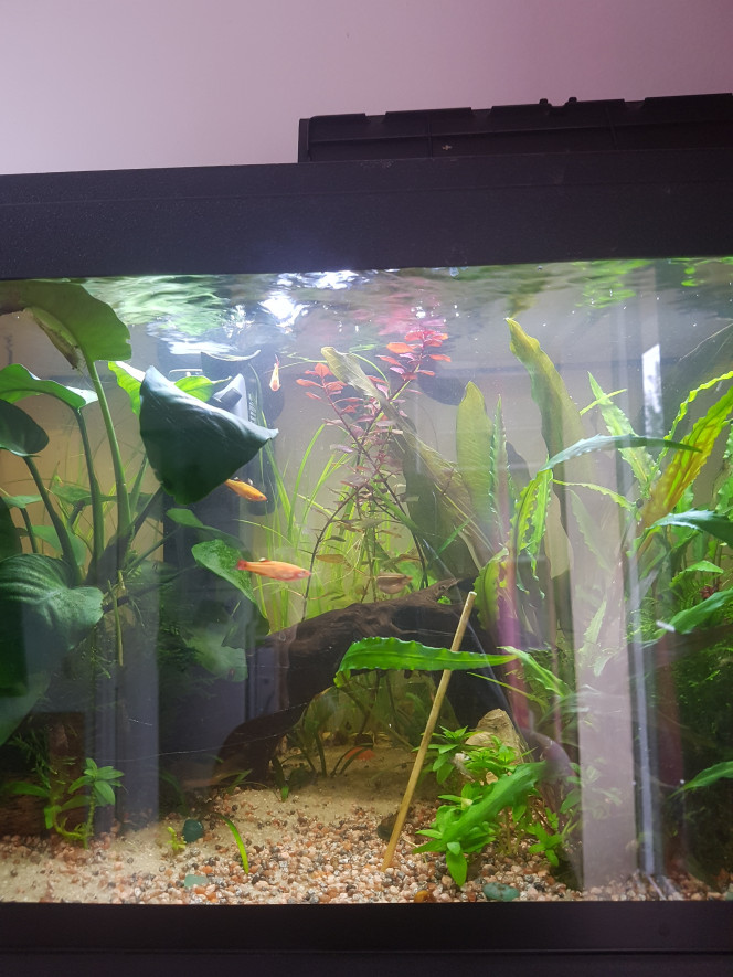 Chez les Corys Y'a du rouge ! Va falloir couper si ça pousse encore... :p