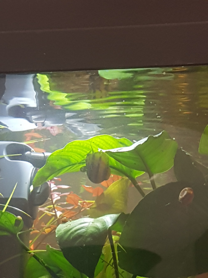 Coucou pixi Un asolene spixi sous une feuille d'anubia :)
