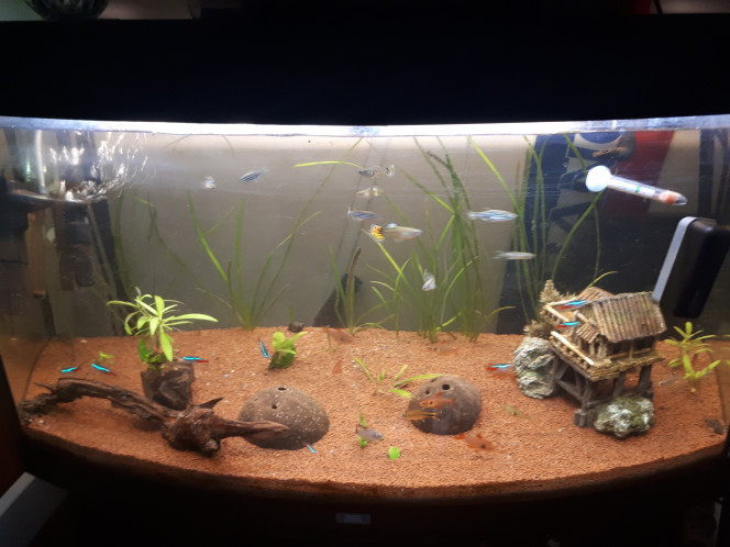 Aquarium Benjamin communautaire Dans cette aquarium il as guppy, Danio rayé,tetra fantôme rouge et noir, tera rayon,neon,corydoras. Et le plantes il as valisneria,anubias barteri ,rotala ,ludwigia,cabomba aquatica ,et 3 autre plantes que je ne sais plus le nom