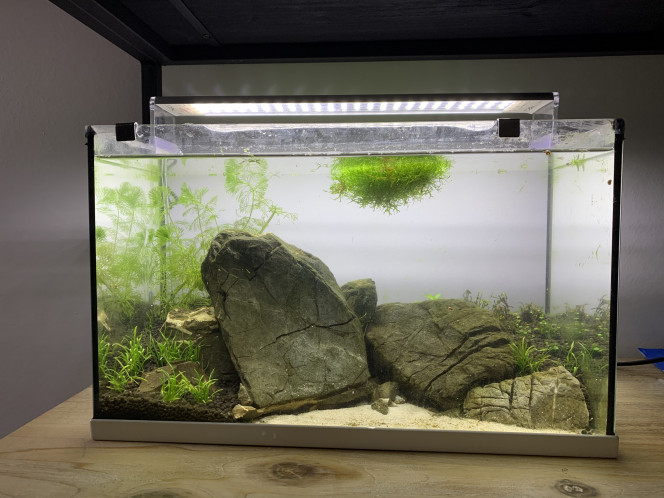  Grosse session de maintenance sur Mercantour que j’avais laissé un peu à l’abandon et qui avait été envahi par les algues du fait d’un éclairage trop puissant.
Pour l’occasion le bac a été rapatrié dans le salon près de l’aquarium principal.
Les plantes devraient mieux se développer maintenant que le algues sont gérées.