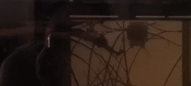 Ora qui fait dodo je viens de mettre une feuille de catapa et voilà comment je retrouve mon betta Ora ce soir ! Allongé dessus ! J'ai fait un heureux ! ??