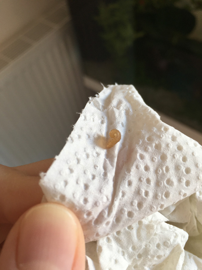 Photographie du post de Gigibebou 