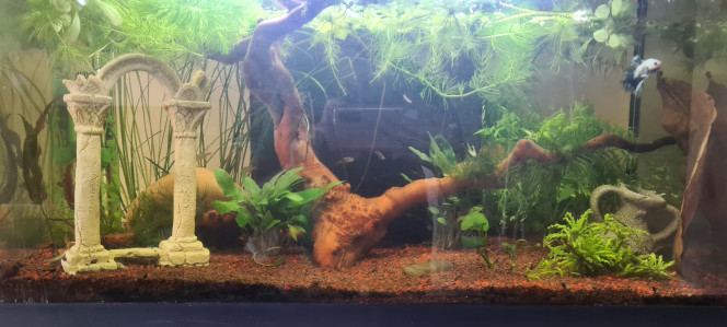 Update aquarium Ajout de plantes et de microrasboras galaxy  ils s'acclimatent plutôt bien !