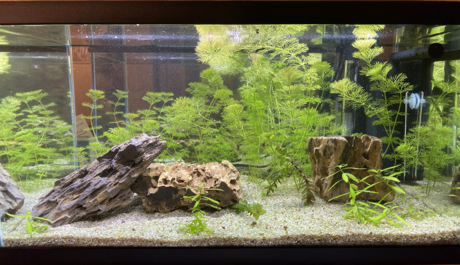  Modification de l’aquarium ... 100% naturel !