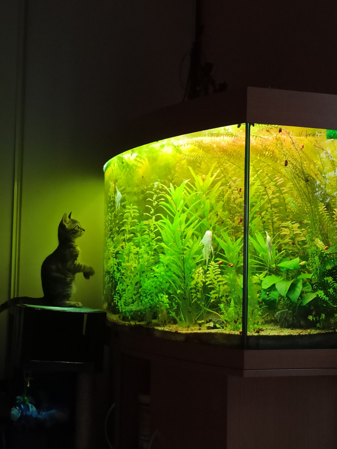 Quand Movie explore sa nouvelle maison... Adoption il y a 15 jours de deux chatons : Movie et River. Leur terrain de jeu est un château en carton dont la plateforme la plus haute donne directement sur l'aquarium... Le programme TV est fascinant...