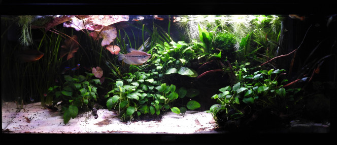 VUE D'ENSEMBLE Petit upgrade de la plage : Installation de ma vieille pompe 300L au premier plan pour augmenter le courant de fond pour les corydoras, sans perturber les poissons de surface (idée subite d'hier soir "oh mais j'ai une pompe en rab, si je l'installe au fond..."). Quelques boutures d'anubias par dessus ^^ et j'espère qu'on ne verra plus la pompe assez rapidement mais les 6 corydoras semblent apprécier cette petite modif .

24/08/20