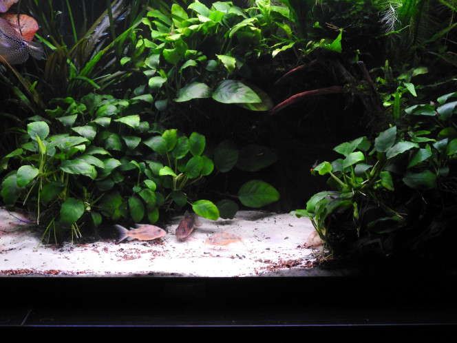 VUE D'ENSEMBLE Petit upgrade de la plage : Installation de ma vieille pompe 300L au premier plan pour augmenter le courant de fond pour les corydoras, sans perturber les poissons de surface (idée subite d'hier soir "oh mais j'ai une pompe en rab, si je l'installe au fond..."). Quelques boutures d'anubias par dessus ^^ et j'espère qu'on ne verra plus la pompe assez rapidement mais les 6 corydoras semblent apprécier cette petite modif .